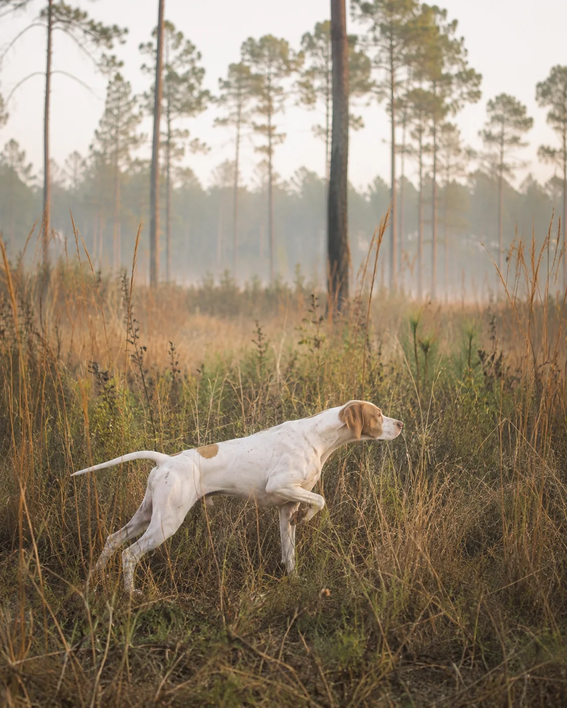 Temporary AI placeholder: trained bird dog in the field
