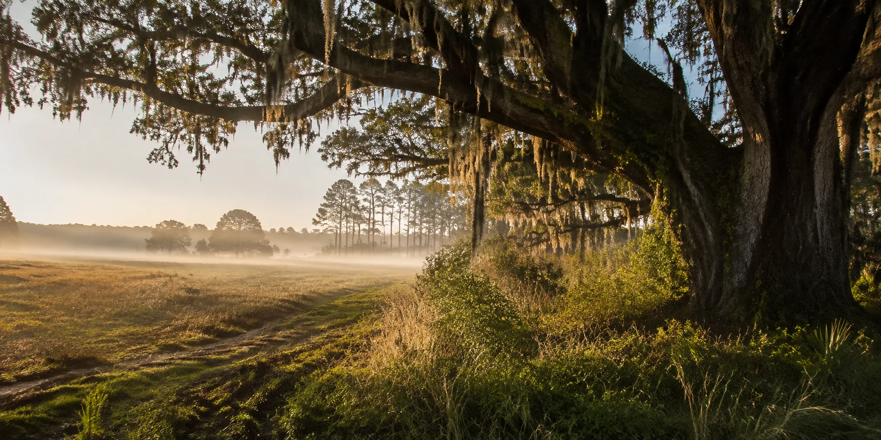 Temporary AI placeholder: South Georgia live oak landscape